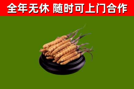 红山回收冬虫夏草